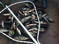 Рыбалка в июне в Карелии